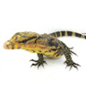 Meet your Posher, Dace